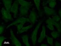 STK3 Antibody (clone 3067C3a)