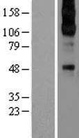 ADRA2C Protein (Over-Expression Lysate Myc-DDK (Flag))