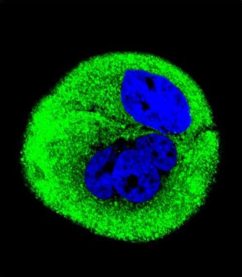 MT-CO1 / COX1 Antibody (aa195-224)