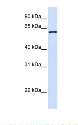 DCAF12 / WDR40A Antibody (aa218-267)