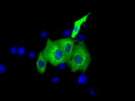 IGF2BP2 Antibody (clone OTI4C4, Carrier-free)