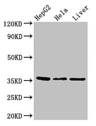 SPRY1 / Sprouty 1 Antibody