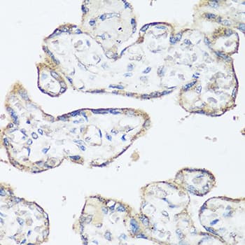 SRC Antibody