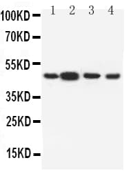 DRD3 / Dopamine Receptor D3 Antibody (aa352-367)