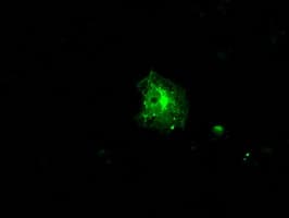 FKBP5 / FKBP51 Antibody (clone OTI3E9)