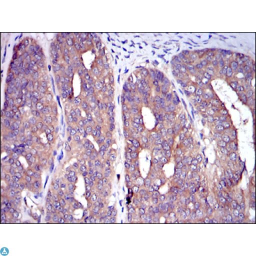 c-CBL Antibody