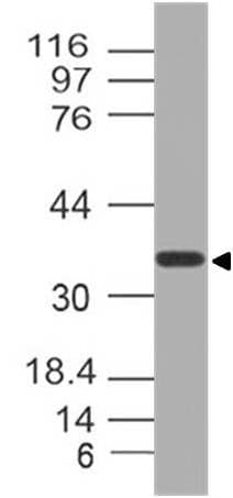 NUP35 / NUP53 Antibody
