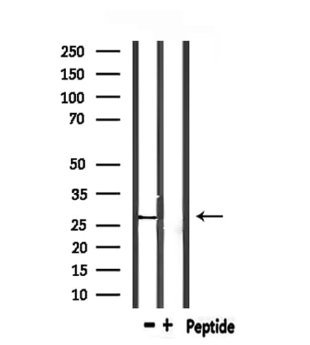 PSMA1 Antibody