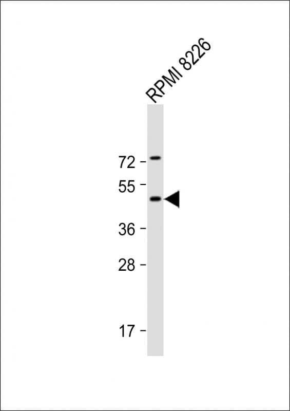 DEPTOR / DEPDC6 Antibody (N-Terminus)