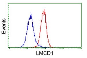 LMCD1 Antibody (clone OTI2F12)