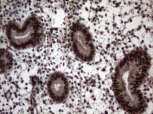SSU72 Antibody (clone OTI5A1)