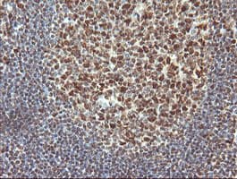 TRMT2A Antibody (clone OTI3D8, Carrier-free)