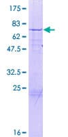 Human MTG2 / GTPBP5 Protein (Recombinant GST)