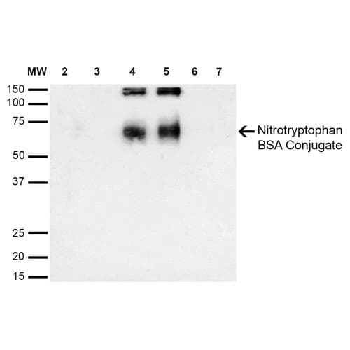 NO Tryptophan (Nitrotryptophan) Antibody (clone 2D12, Atto 488)