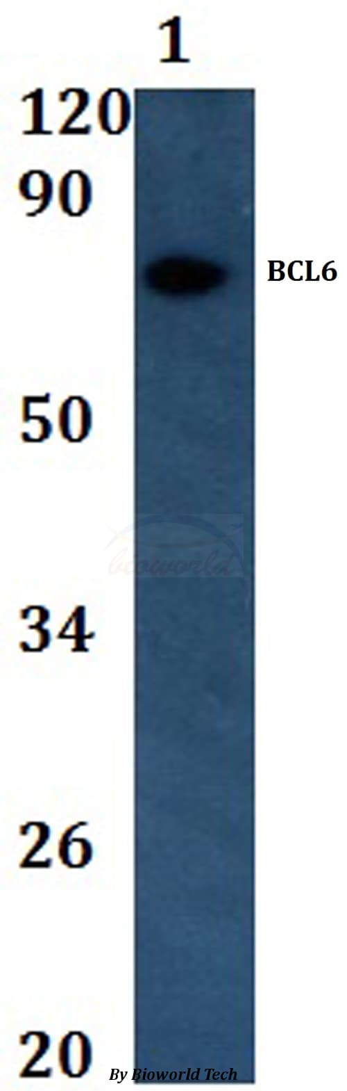 BCL6 Antibody