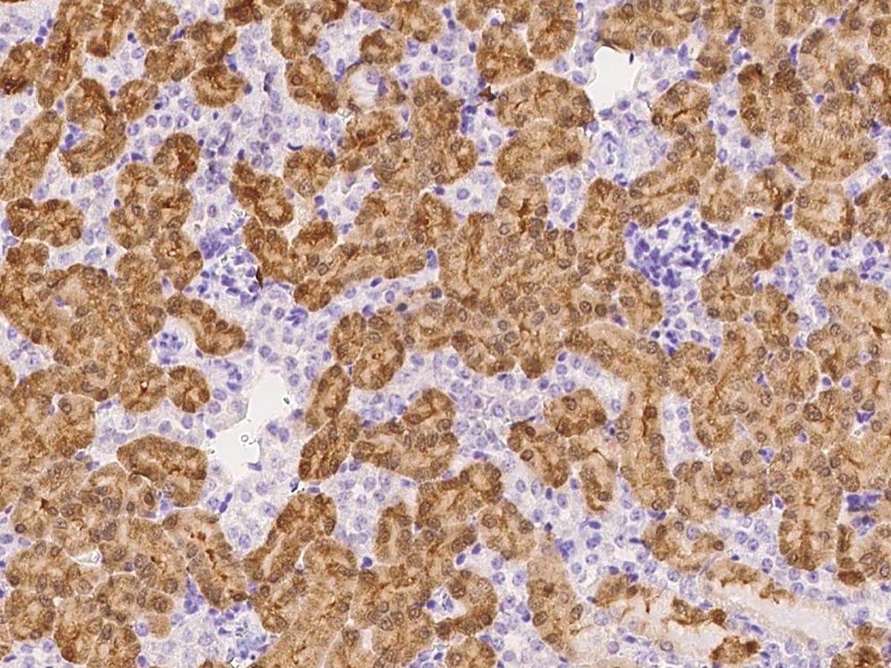 ZFP57 Antibody (Preservative Free)