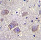 WDR27 Antibody (aa228-256)