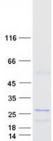 Human PRGP2 / PRRG2 Protein (Recombinant Myc-DDK (Flag))