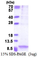 Human Apolipoprotein C-I (Recombinant His)