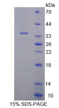 Rat Geminin Protein (Recombinant His-T7)