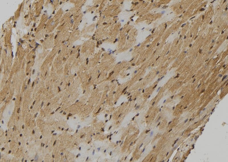 FMR1NB Antibody