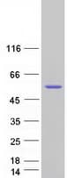 Human BAG5 Protein (Recombinant Myc-DDK (Flag))