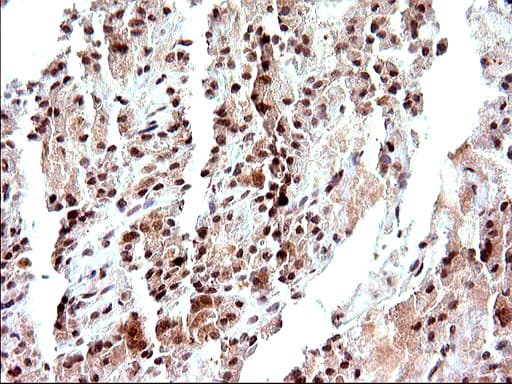 NDN / Necdin Antibody (clone OTI5D1)