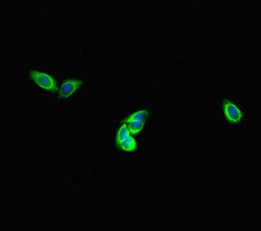 Polyclonal Rabbit anti-Human DNAH1 Antibody (IHC, IF)