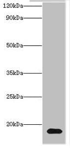 Histone H3.3 Antibody