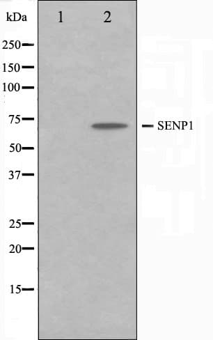 SENP1 Antibody