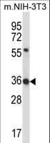 HEXIM1 Antibody (aa18-46)