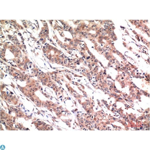 STAT3 Antibody