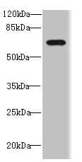 DUSP16 / MKP7 Antibody