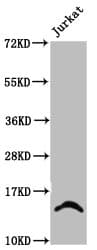 HIST1H2BN Antibody