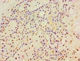 IHC-plus™ SRRT / ARS2 Antibody (aa627-876)