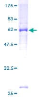 Human PIPOX / Sarcosine Oxidase Protein (Recombinant GST)