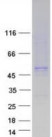 Human FLOT2 / Flotillin 2 Protein (Recombinant Myc-DDK (Flag))