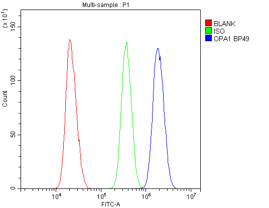 OPA1 Antibody (aa919-955)