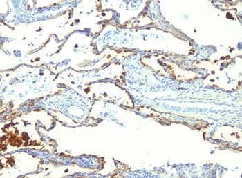 MFGE8 /Lactadherin Antibody (clone SPM291)