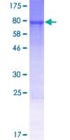 Human IRGC1 / CINEMA Protein (Recombinant GST)