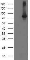 STAT4 Antibody (clone OTI 4H4, Carrier-free)