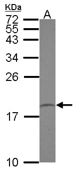 PPIL1 Antibody