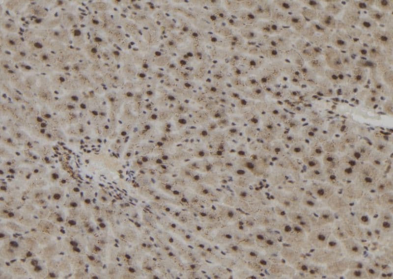 Polyclonal Rabbit anti-Human IPO4 Antibody (IHC, IF, WB)