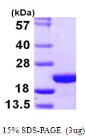 Human COPZ1 Protein (Recombinant His)