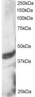 IHC-plus™ DAP3 Antibody (aa387-398)