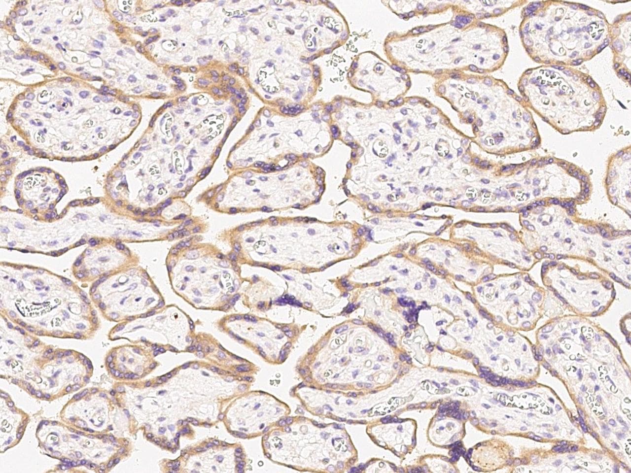 PRLR / Prolactin Receptor Antibody (Preservative Free)
