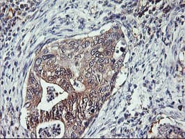 TULP3 Antibody (clone OTI7B8)