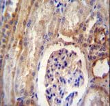 DYNLRB2 Antibody (aa49-77)