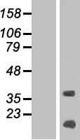KRTAP13-4 Protein (Over-Expression Lysate Myc-DDK (Flag))