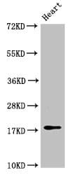 FUNDC1 Antibody